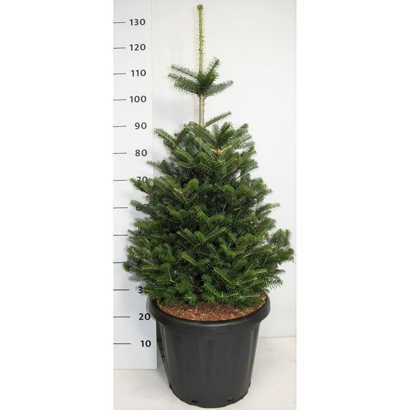 Koreagran – Abies koreana - C25 80-100 cm.